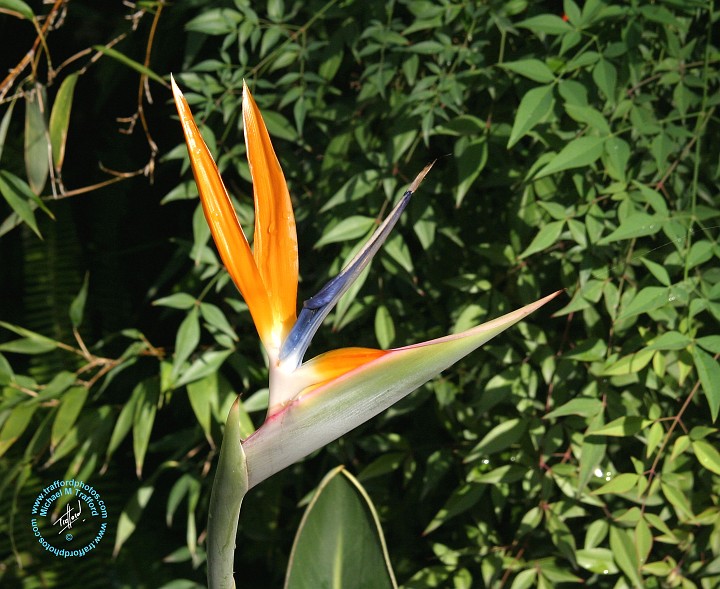 Bird of Paradise flower 9Y209D-151.JPG